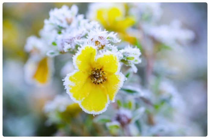 Heladas en Chile causan temperaturas extremas de hasta -4°C